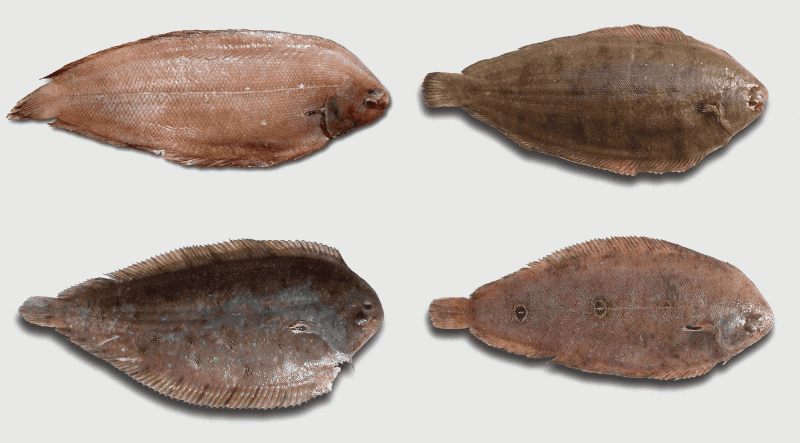 Cuatro especies distintas de las muchas identificadas como lenguado